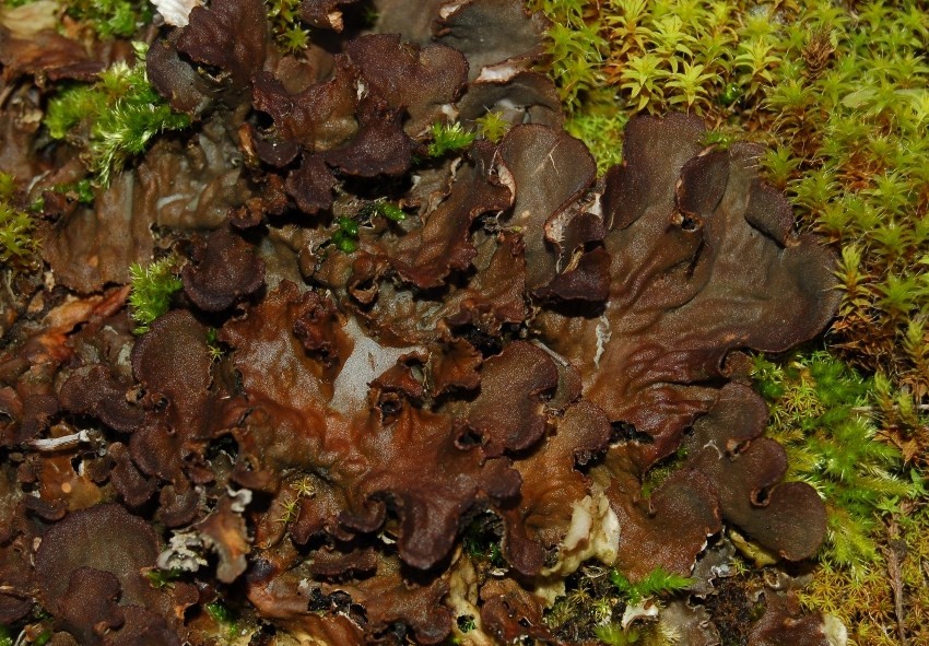 Peltigera sp.